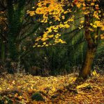 Der Waldgeist in der Flasche Beitragsbild "Der Waldgeist in der Flasche" 1200x787