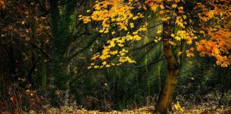 Der Waldgeist in der Flasche Beitragsbild "Der Waldgeist in der Flasche" 1200x787