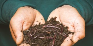 Das Edaphon fruchtbare Erde 'Das Edaphon'